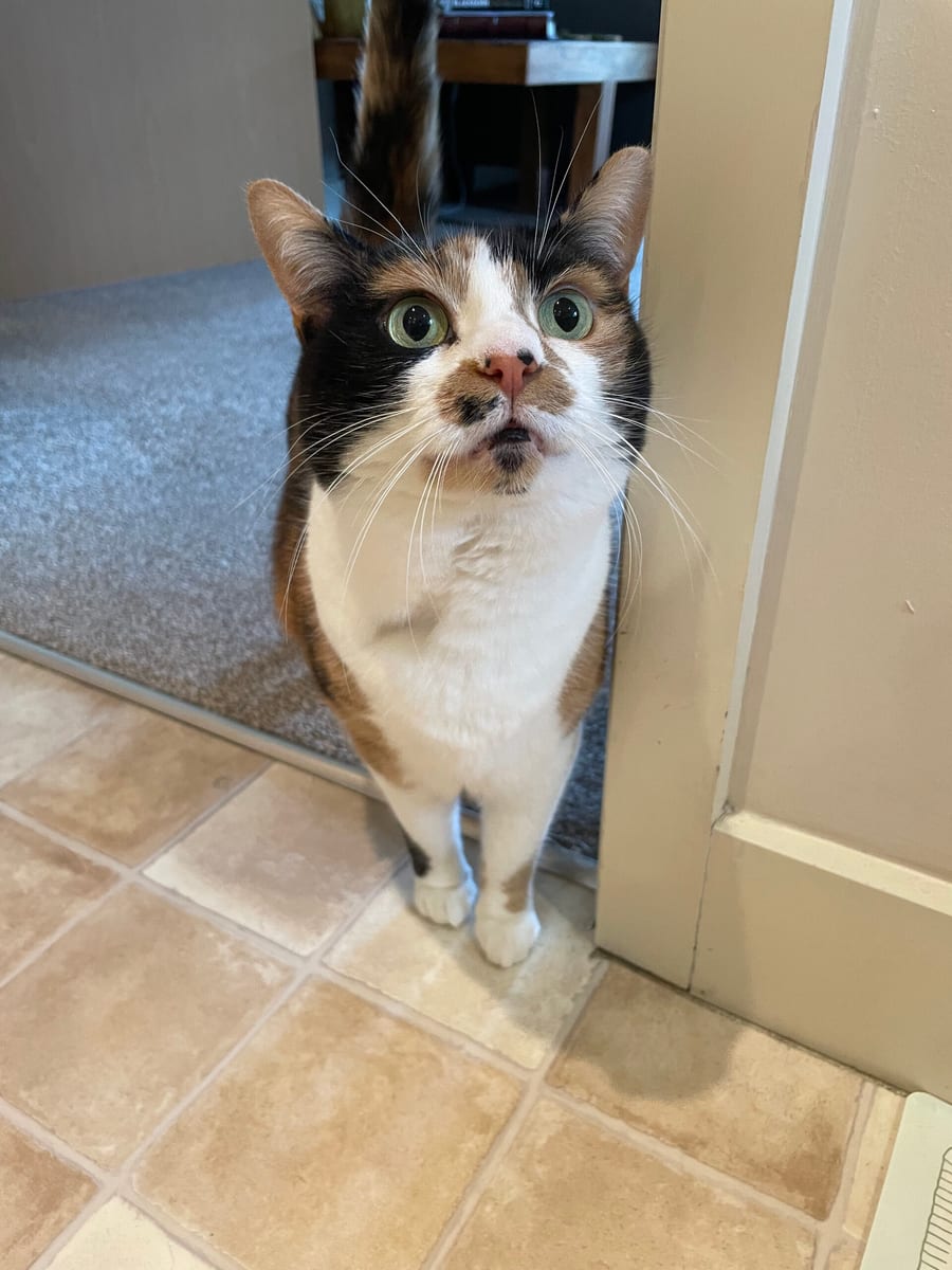 A calico cat waiting in a doorway