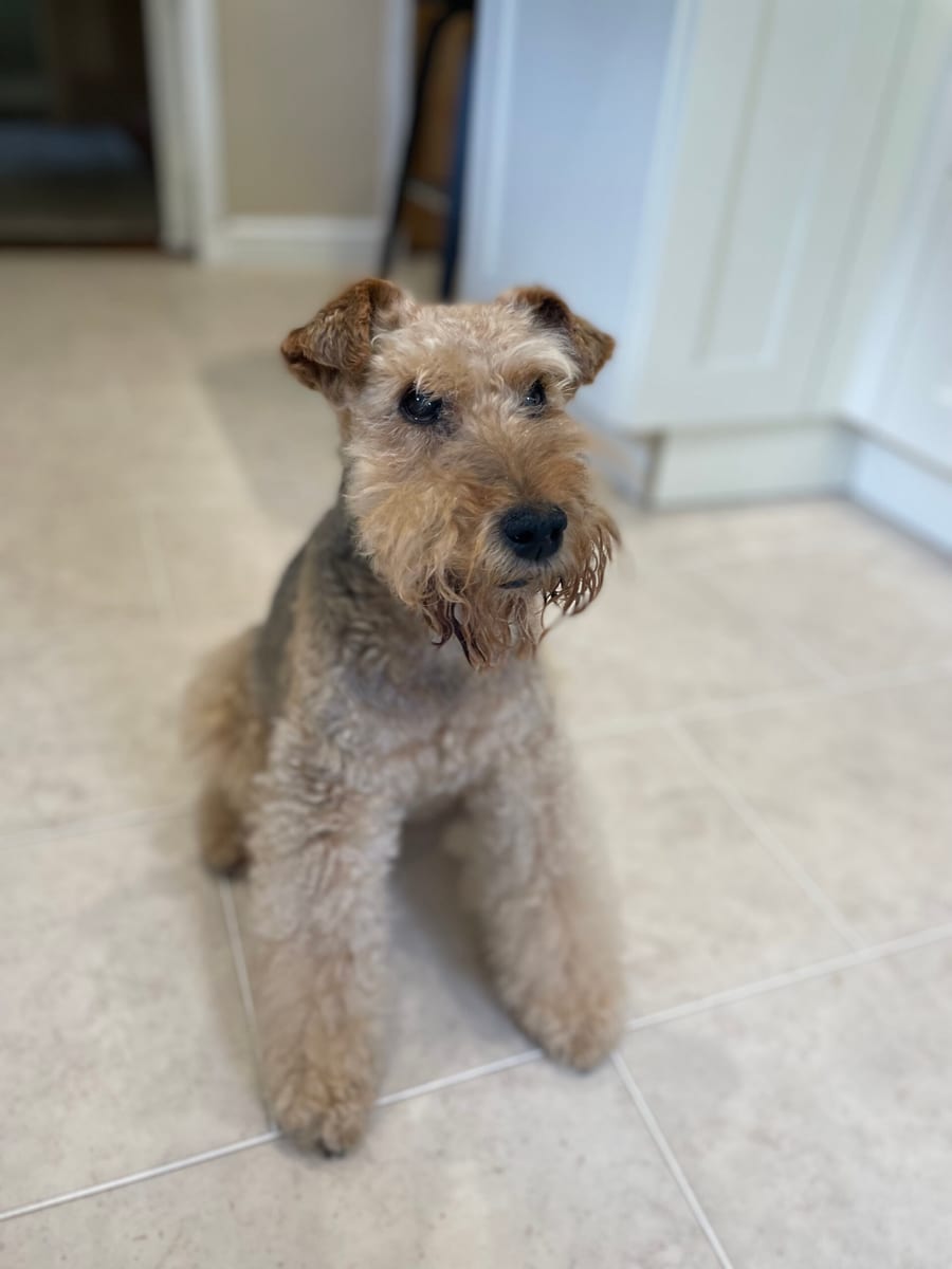 A Lakeland terrier at home on the kitchen floor