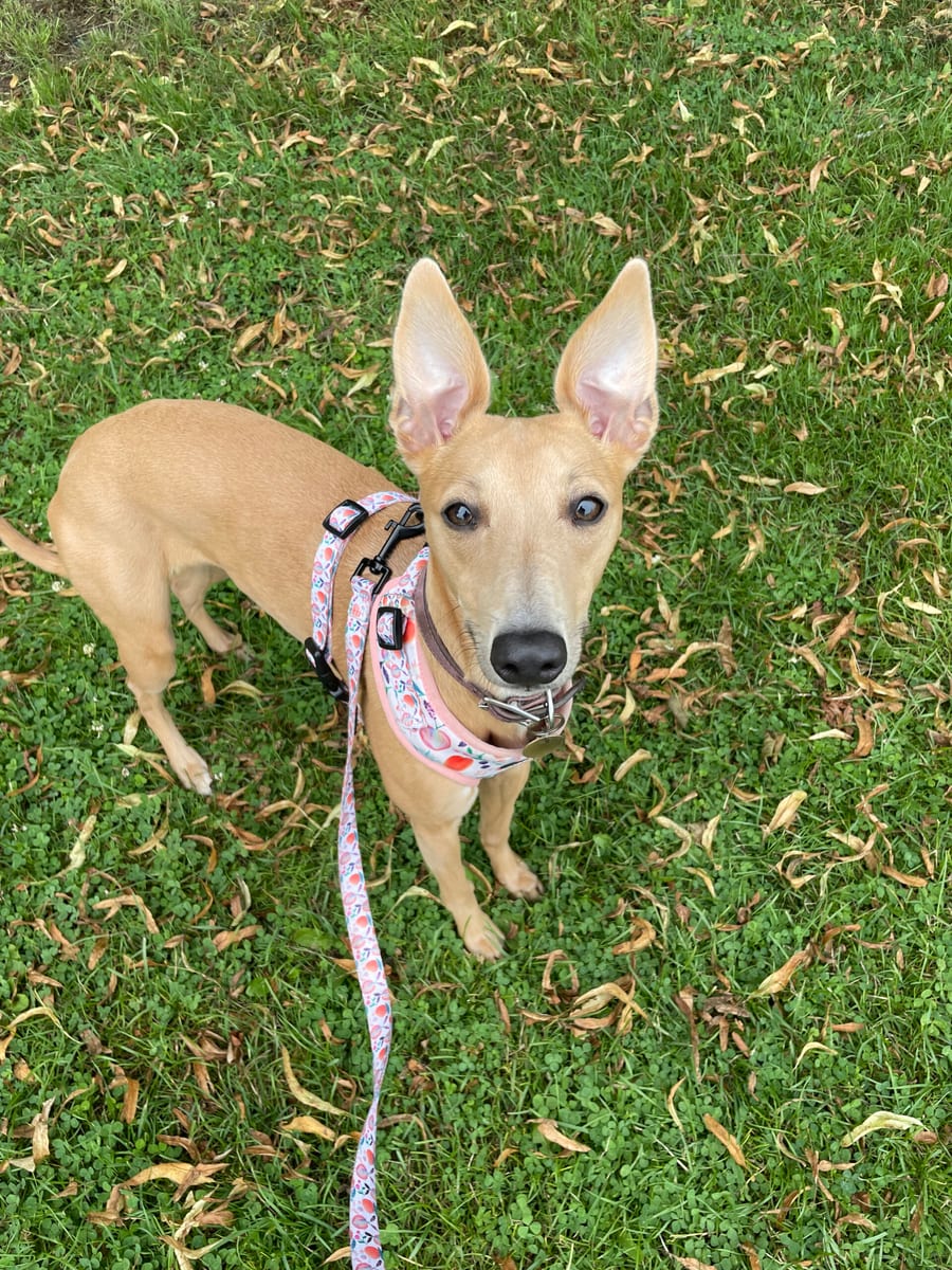 A tan lurcher on a lead in the park