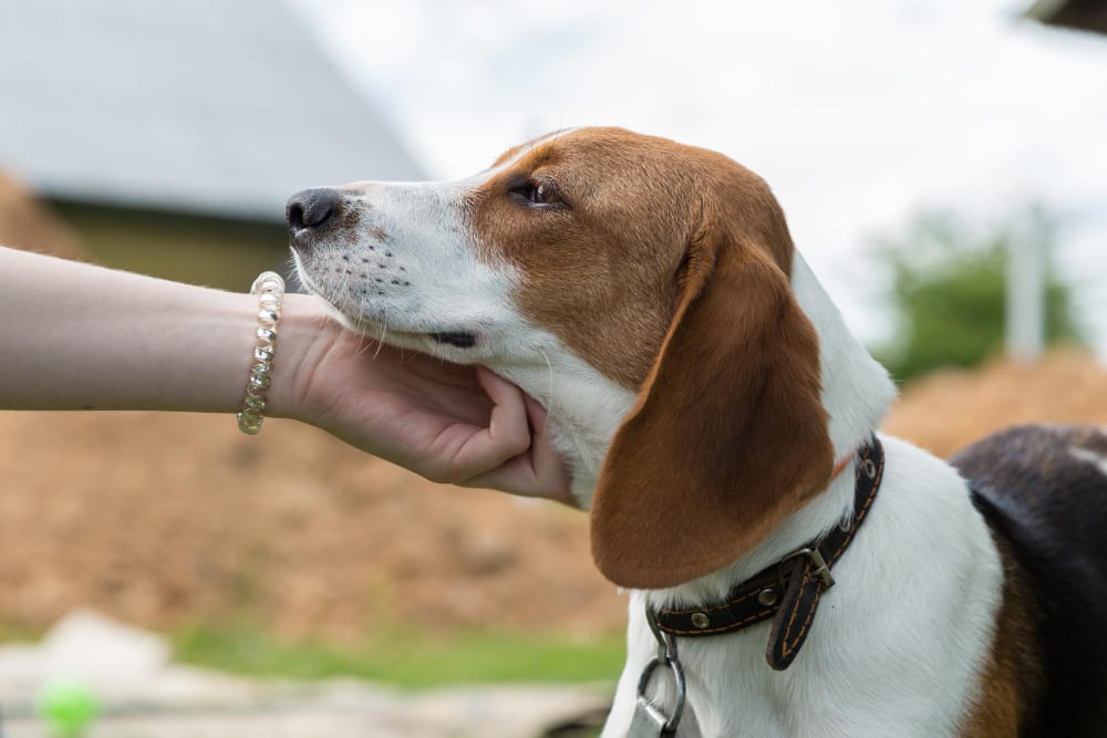 A beagle having its chin gently held during a meet and greet