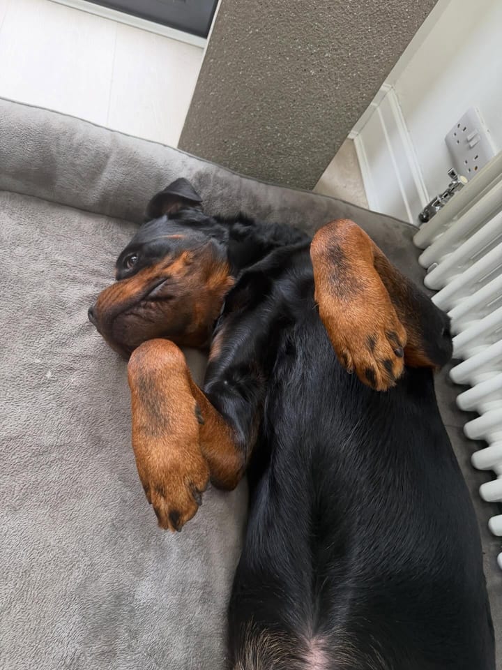 A rottweiler stretched out on its bed