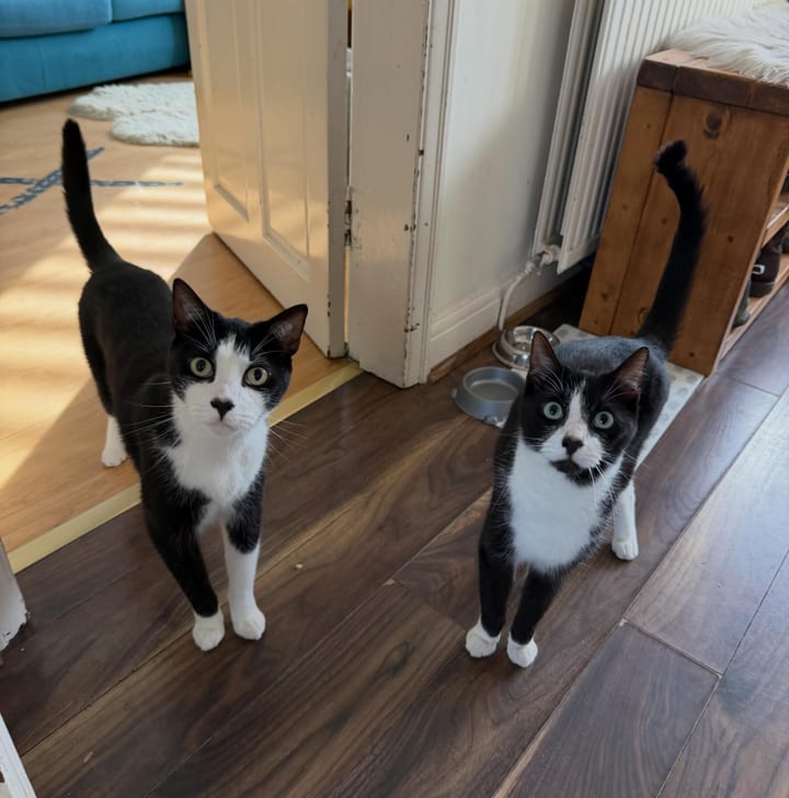 Two tuxedo cats at home
